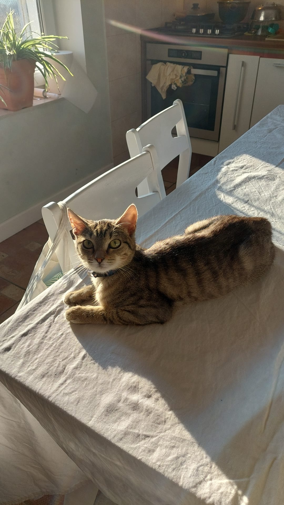img 3
